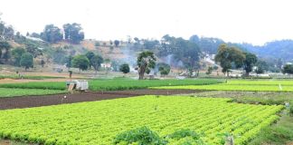 El descenso de la temperatura podría afectar cultivos en el occidente del país, por lo que el MAGA emite varias recomendaciones. Foto La Hora: MAGA