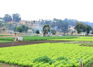 El descenso de la temperatura podría afectar cultivos en el occidente del país, por lo que el MAGA emite varias recomendaciones. Foto La Hora: MAGA