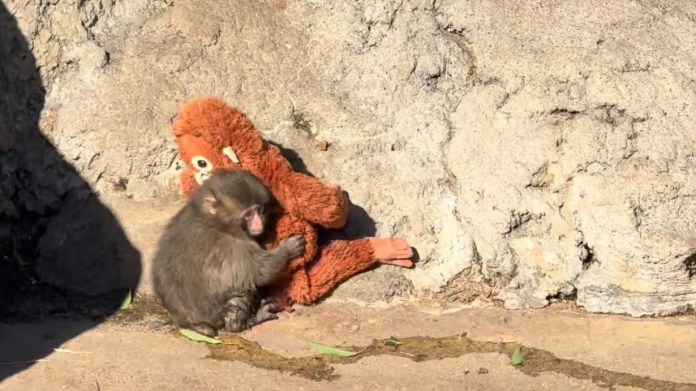 Comunicado oficial descarta agresión grave contra “Punch”, el mono viral.