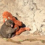 Comunicado oficial descarta agresión grave contra “Punch”, el mono viral.