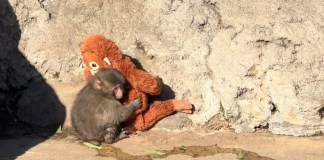 Comunicado oficial descarta agresión grave contra “Punch”, el mono viral.