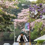 Archivo de temporada de matilisguate y jacarandas. Foto La Hora: Muniguate