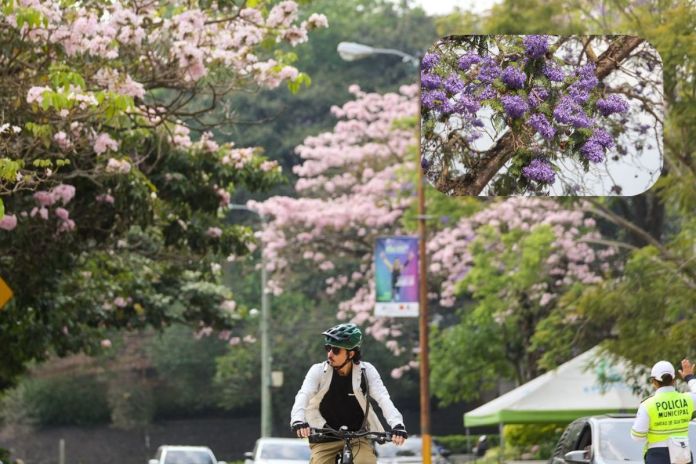 Temporada de jacaranda y matilisguate Archivo de temporada de matilisguate y jacarandas. Foto La Hora: Muniguate