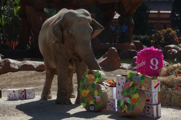 Los encargados del Zool&oacute;gico La Aurora de Guatemala organizaron un banqueta a Trompita por sus 65 a&ntilde;os de vida. Foto La Hora: EFE