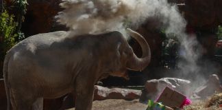 La elefante reacciona durante la celebración de su cumpleaños 65 este sábado, en el Zoológico La Aurora de Guatemala. Foto La Hora: EFE
