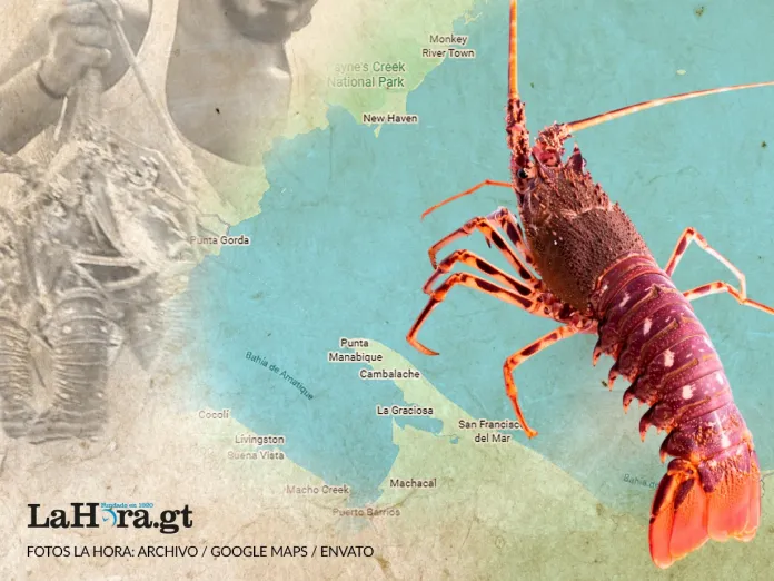 Veda langosta MAGA Del 1 de marzo al 30 de junio se ha establecido la veda de la langosta de la costa del Caribe, informó el MAGA.