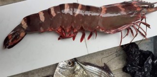 Tras la confirmación, Guatemala analiza cómo enfrentar al camarón tigre.