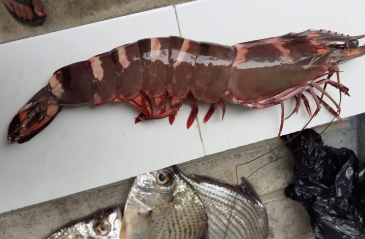 Tras la confirmación, Guatemala analiza cómo enfrentar al camarón tigre.