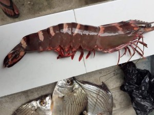 Qué implica la presencia del camarón tigre y cómo podría manejarse en Guatemala