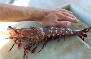 ¿Qué es el camarón tigre?, la especie invasora hallada en el Caribe de Guatemala