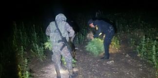 Operativo de erradicación de matas de marihuana en Petén. Foto La Hora: PNC