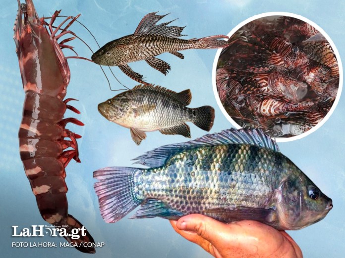 En los últimos años, Guatemala ha mantenido bajo vigilancia la presencia y expansión de especies acuáticas no nativas en ecosistemas marinos y continentales.