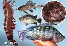 En los últimos años, Guatemala ha mantenido bajo vigilancia la presencia y expansión de especies acuáticas no nativas en ecosistemas marinos y continentales.