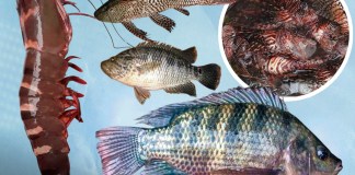 En los últimos años, Guatemala ha mantenido bajo vigilancia la presencia y expansión de especies acuáticas no nativas en ecosistemas marinos y continentales.