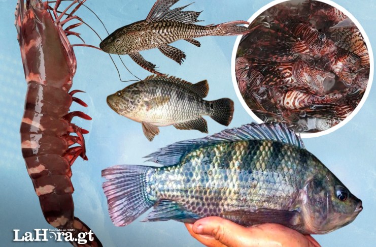 En los últimos años, Guatemala ha mantenido bajo vigilancia la presencia y expansión de especies acuáticas no nativas en ecosistemas marinos y continentales.