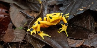La rana dorada, un anfibio endémico de Panamá no visto en estado silvestre desde hace casi dos décadas.
