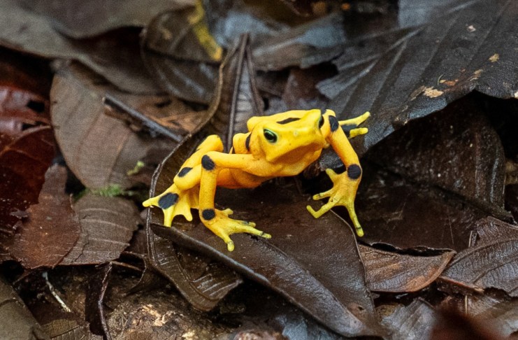 La rana dorada, un anfibio endémico de Panamá no visto en estado silvestre desde hace casi dos décadas.