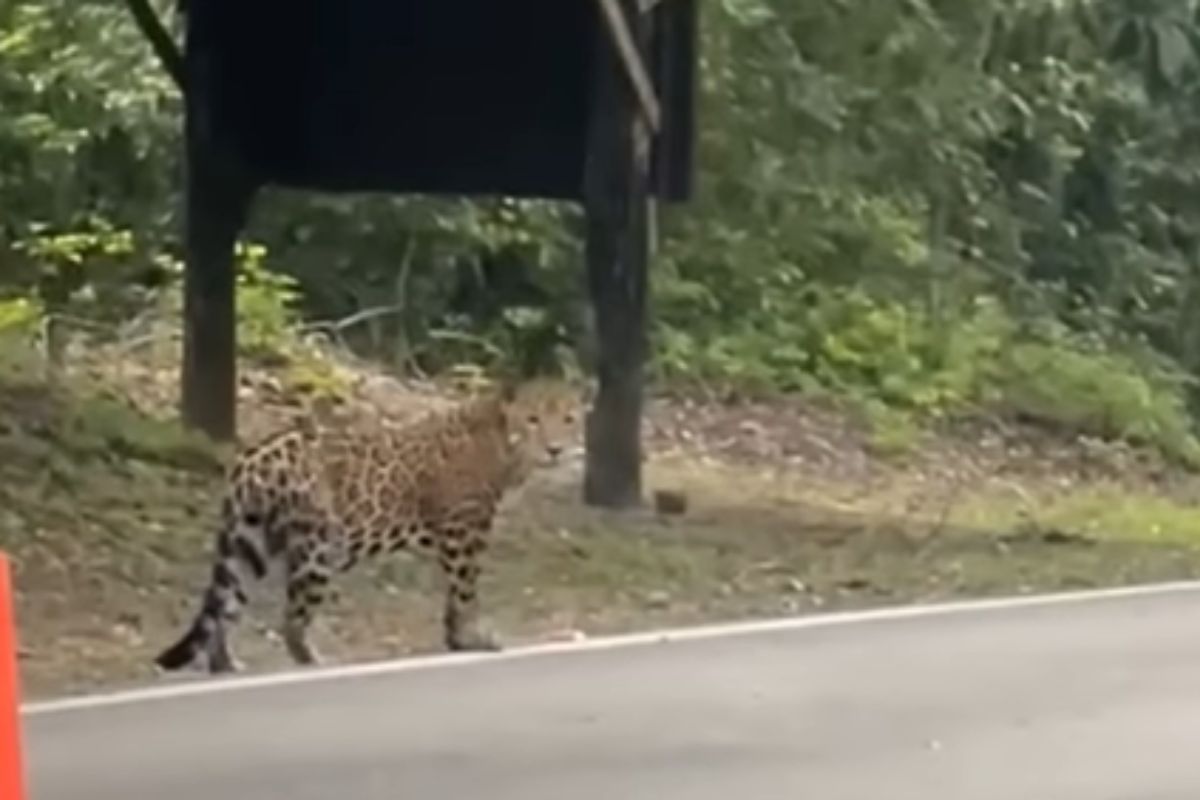 Video capta a jaguar en el ingreso del Parque Nacional Tikal