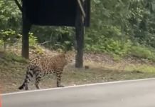 Video capta a jaguar en ingreso de Parque Nacional Tikal. Foto La Hora: Captura de pantalla.
