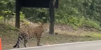 Video capta a jaguar en ingreso de Parque Nacional Tikal. Foto La Hora: Captura de pantalla.