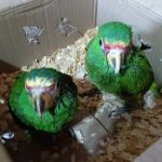 Mujer detenida por transportar loros cachetes amarillos en zona 2 capitalina. Foto La Hora: MP.
