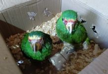 Mujer detenida por transportar loros cachetes amarillos en zona 2 capitalina. Foto La Hora: MP.