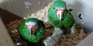 Mujer detenida por transportar loros cachetes amarillos en zona 2 capitalina. Foto La Hora: MP.