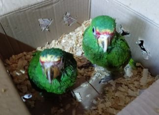 Mujer detenida por transportar loros cachetes amarillos en zona 2 capitalina. Foto La Hora: MP.