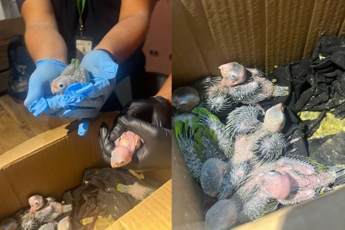 MP coordina capturas por transporte ilegal de pericas guayaberas. Foto La Hora: MP.