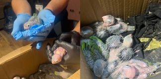 MP coordina capturas por transporte ilegal de pericas guayaberas. Foto La Hora: MP.