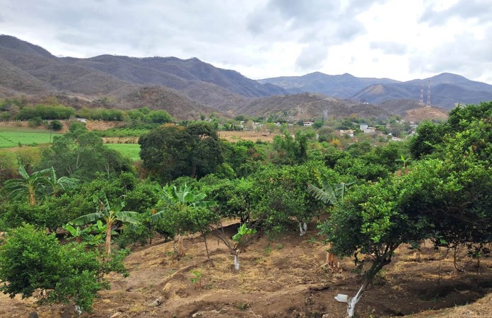 Las variaciones extremas de temperatura previstas para esta semana podrían impactar la producción agrícola. Foto La Hora: MAGA.