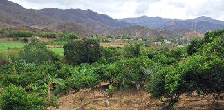 Las variaciones extremas de temperatura previstas para esta semana podrían impactar la producción agrícola. Foto La Hora: MAGA.