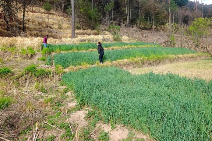 El MAGA ha emitido recomendaciones a los productores agrícola y pecuarios por los cambios de clima para esta semana. Foto La Hora. MAGA