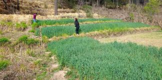 El MAGA ha emitido recomendaciones a los productores agrícola y pecuarios por los cambios de clima para esta semana. Foto La Hora. MAGA