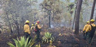 Más de 900 hectáreas en áreas protegidas han sido dañadas por incendios en lo que va de 2026 Archivo incendio forestal en el área protegida de la Reserva de la Biosfera Sierra de las Minas. Foto La Hora: Conred