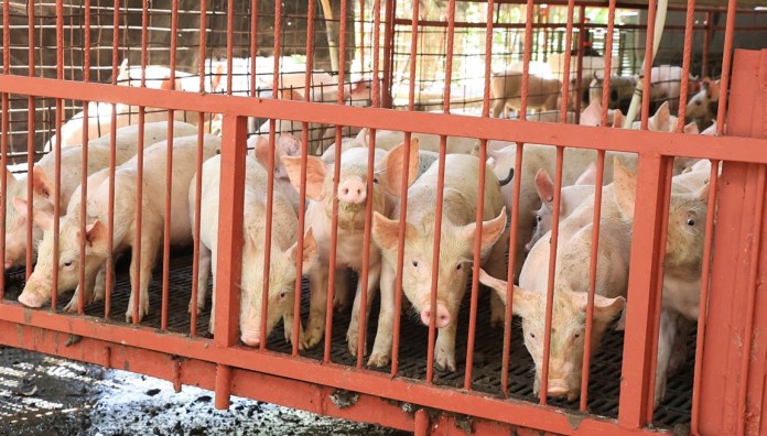 Alerta por ceniza y variabilidad térmica amenaza cultivos en 18 departamentos. Foto La Hora: MAGA.