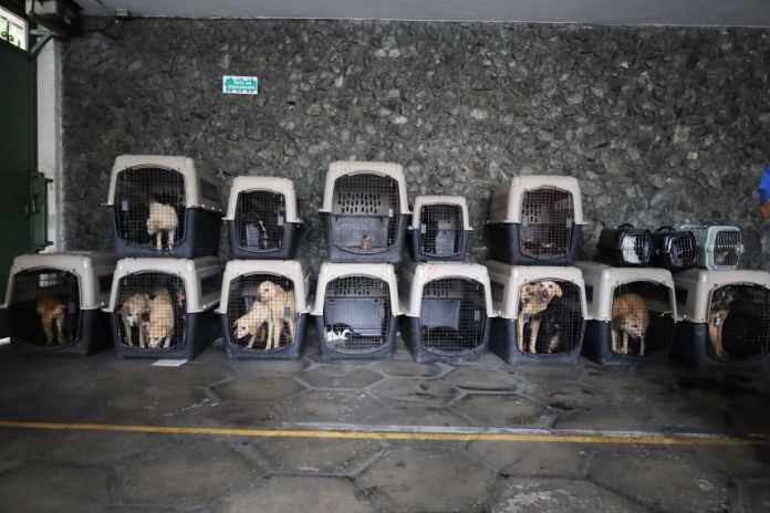 Perros y gatos fueron puestos a salvo por el MAGA tras un operativo realizado en un inmueble ubicado en San Miguel Petapa. Foto La Hora: MAGA