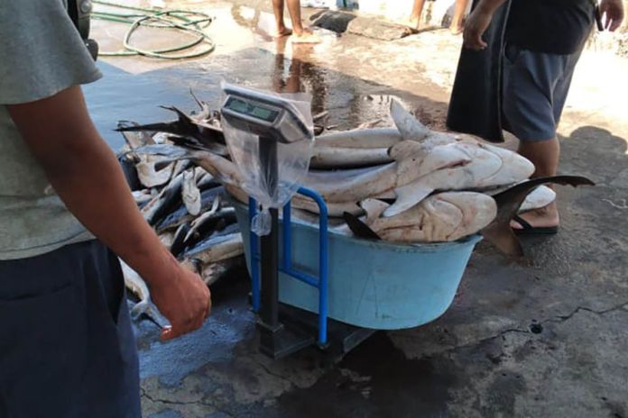 Monitoreo de desembarques de tiburón y pez dorado en Itztapa. Foto La Hora: Maga