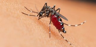 Mosquito Aedes aegypti, responsable de contagiar la chikungunya sobre piel humana