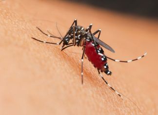 Mosquito Aedes aegypti, responsable de contagiar la chikungunya sobre piel humana