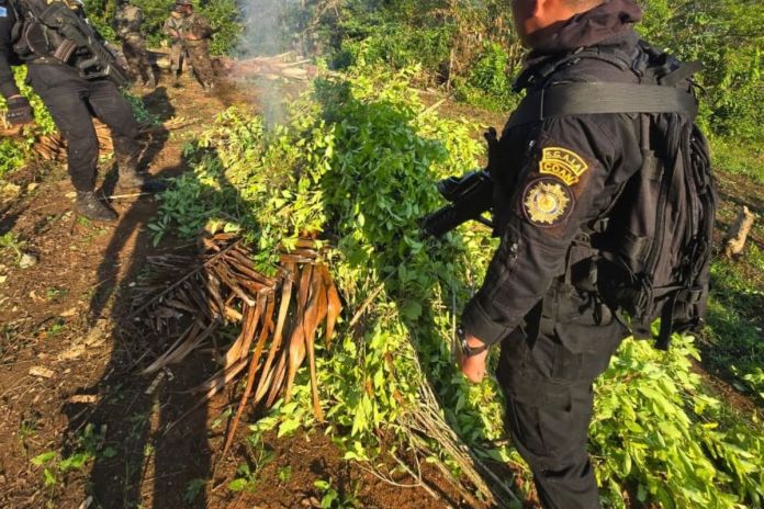 PNC erradica arbustos de coca en Alta Verapaz Arbustos de coca erradicados por la SGAIA en Alta Verapaz. Foto La Hora: PNC
