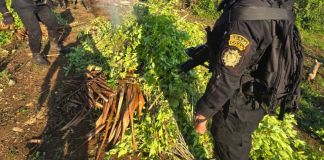 Arbustos de coca erradicados por la SGAIA en Alta Verapaz. Foto La Hora: PNC