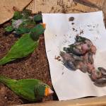 Dos mujeres detenidas por trasladar pericas guayaberas en Santa Rosa.