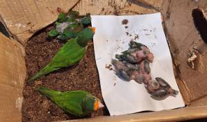 Dos mujeres detenidas por trasladar pericas guayaberas en Santa Rosa