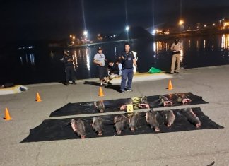 MP coordina captura de tres personas sorprendidas con peces vela en Escuintla. Foto La Hora: MP.