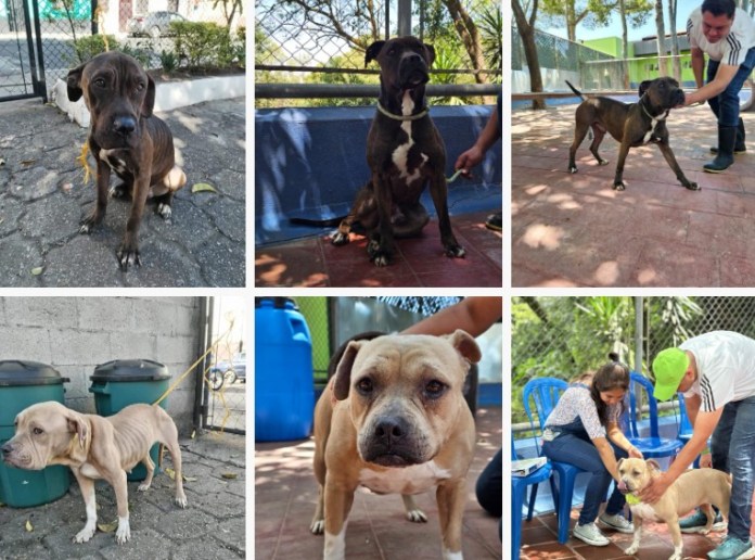 Más de 80 perros están listos para adopción. Foto La Hora: MuniGuate.