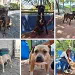 Más de 80 perros están listos para adopción. Foto La Hora: MuniGuate.