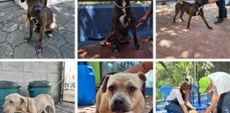 Más de 80 perros están listos para adopción. Foto La Hora: MuniGuate.