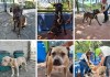 Más de 80 perros están listos para adopción. Foto La Hora: MuniGuate.