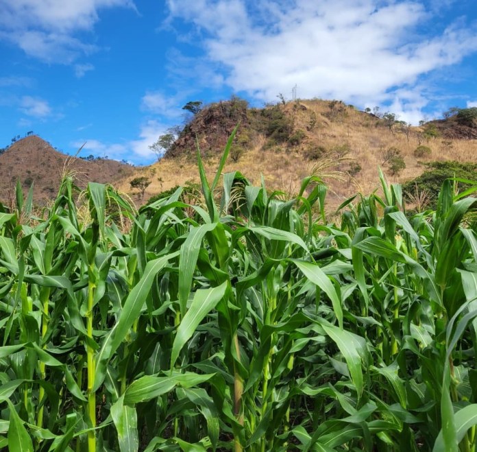 La cartera de Agricultura también sugiere a los agricultores hacer uso de materia orgánica para mantener la humedad. Foto La Hora: MAGA